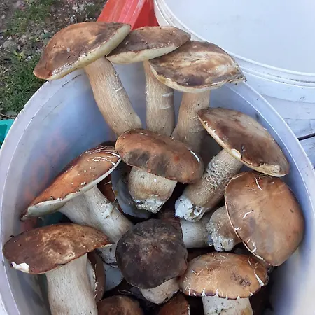 Gospodarstwo wiejskie Seosko Domacinstvo Nedic